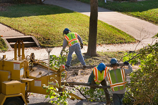 Best Tree Planting Services  in Avoca, IA